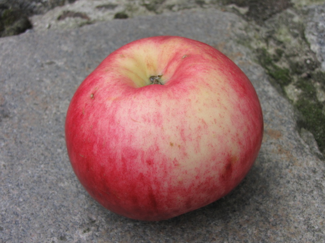 Apfel Jacob Fischer-3.JPG